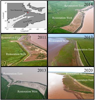 Patch-level processes of vegetation underlying site-level restoration patterns in a megatidal salt marsh